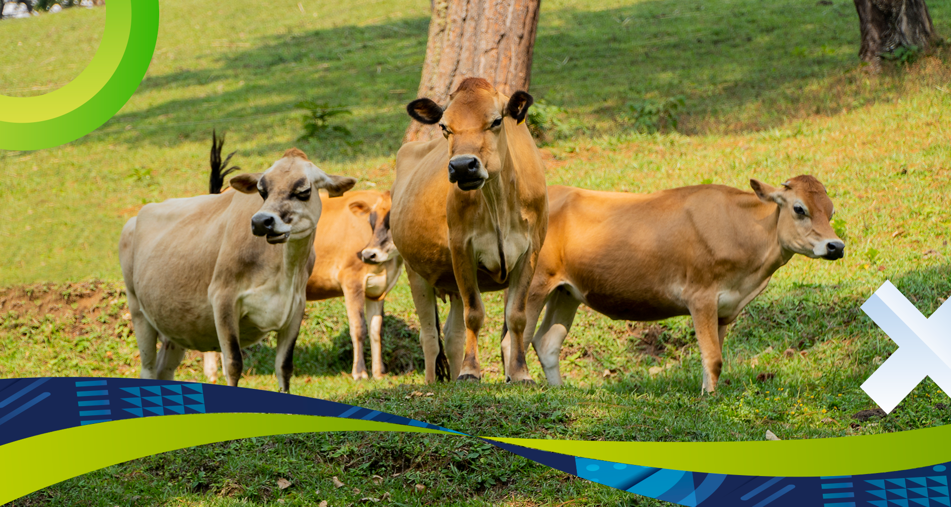 Crédito para Ganadería